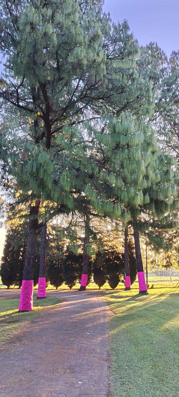 A tall pine tree and a row of trunks wrapped in pink along a brick path